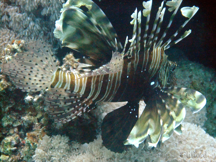 Lionfish