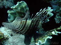 Lionfish