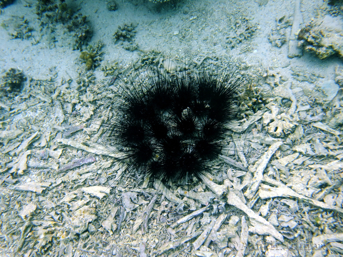 Sea Urchins