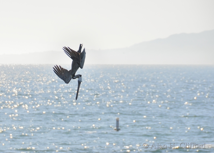 Diving pelican