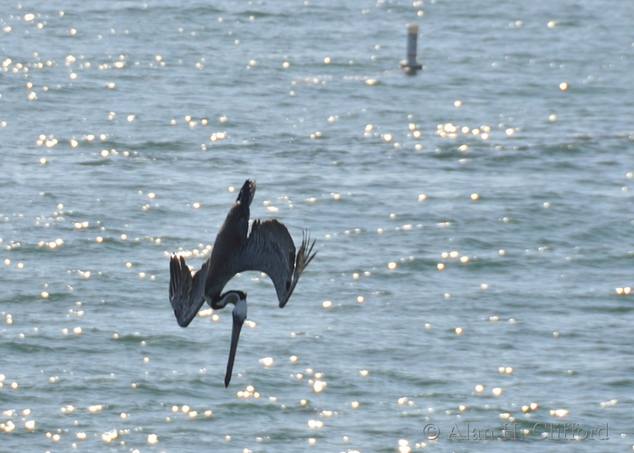 Diving pelican