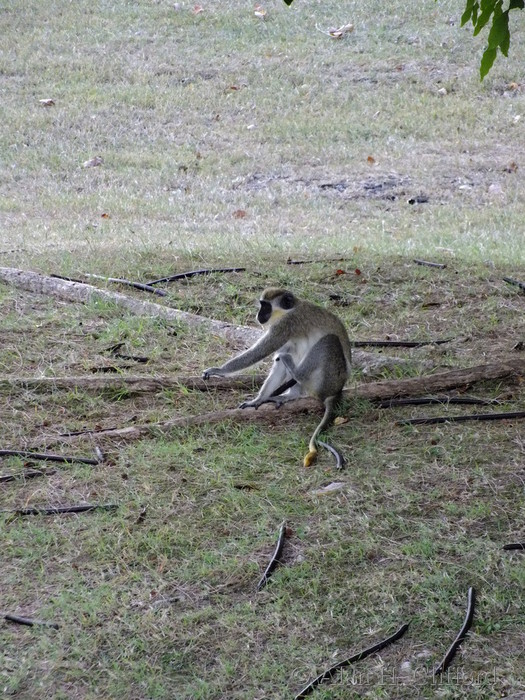 Green monkey