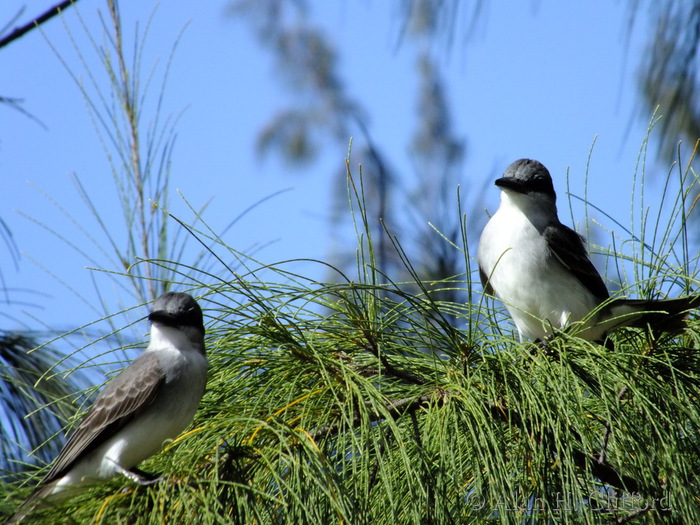 Flycatcher