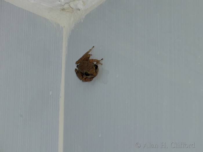 Frog in the bathroom