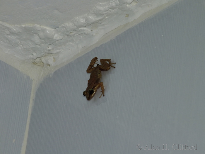 Frog in the bathroom