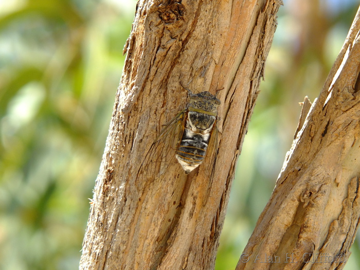 Cicada