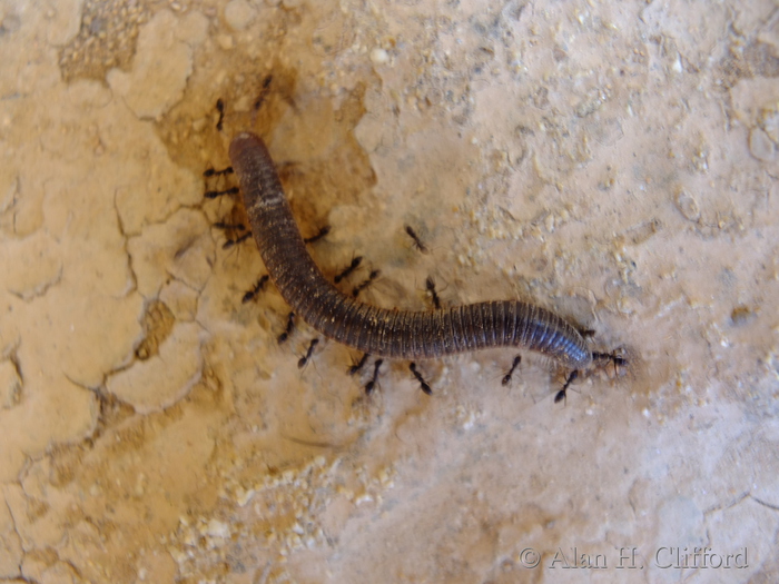 Ants versus millipede