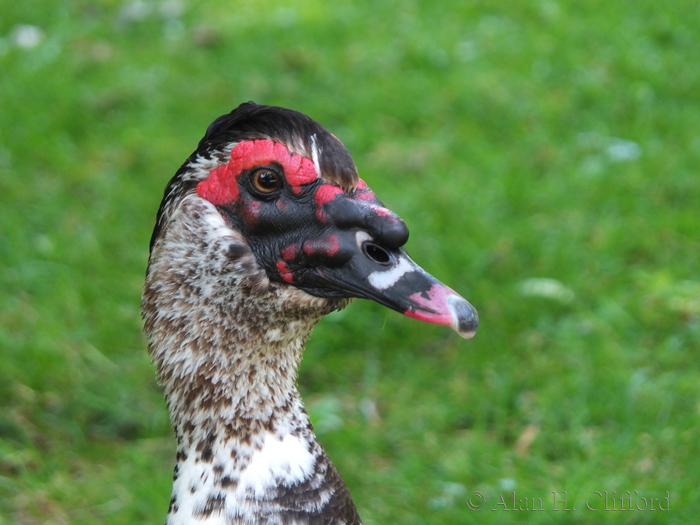 Muscovy Duck