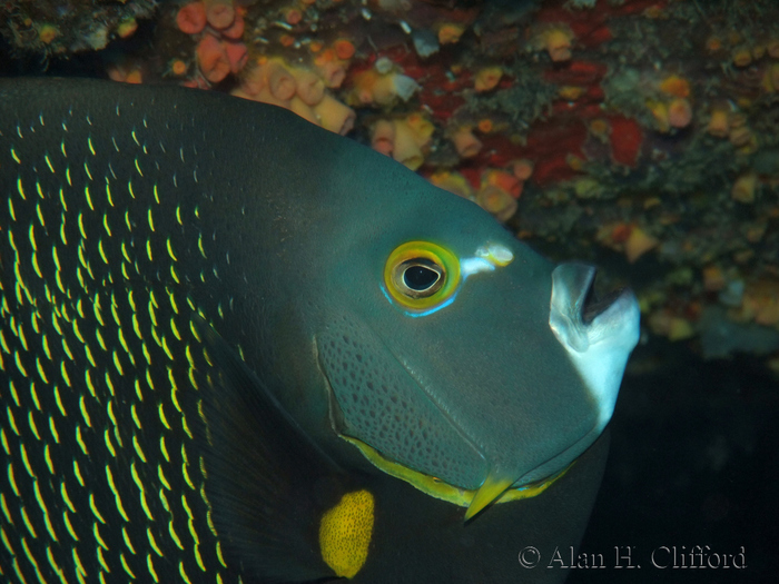 Scuba Diving