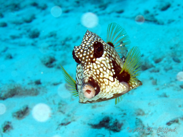 Trunkfish