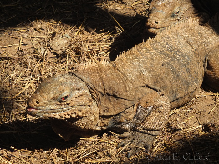 Cuban Rock Iguana