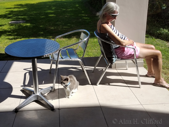 Cat Social Distancing during Lockdown at Langebaan