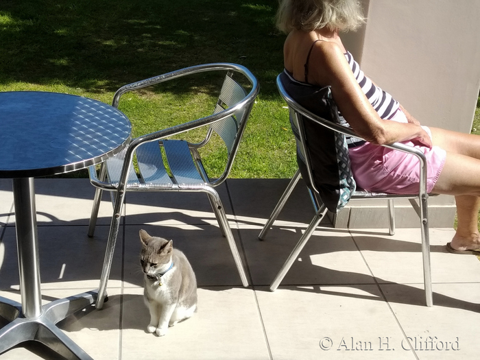 Cat Social Distancing during Lockdown at Langebaan