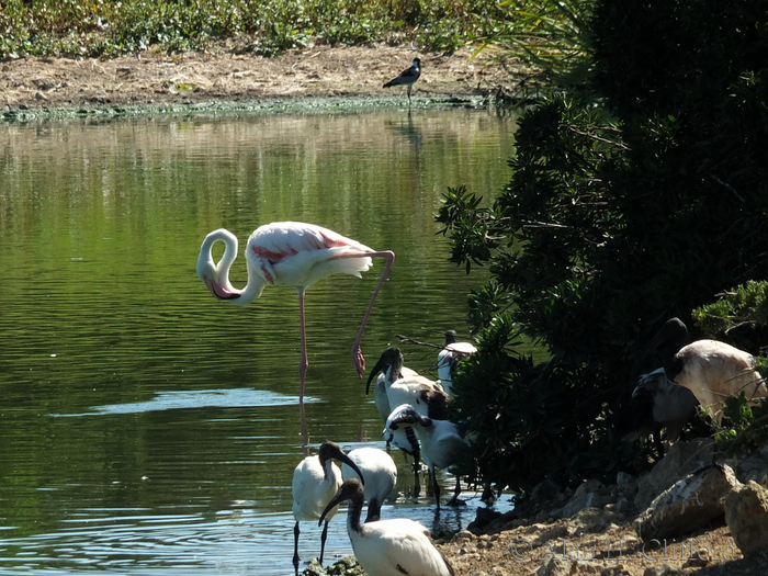 Birds at Langebaan Country Estate