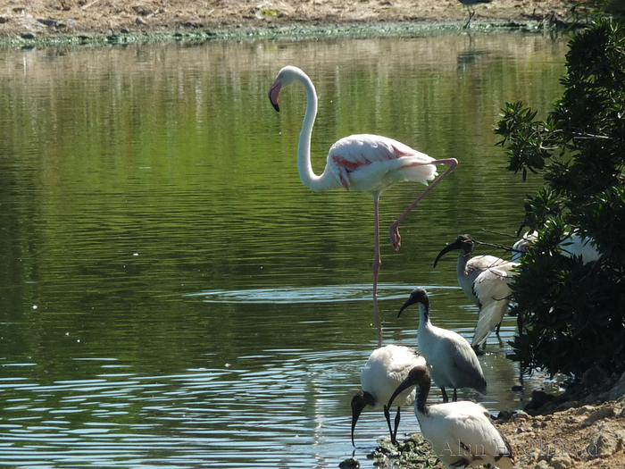 Birds at Langebaan Country Estate