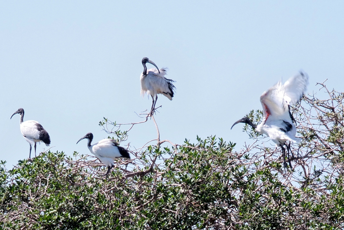 Birds at Langebaan Country Estate