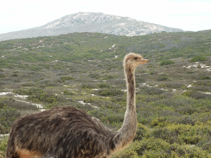 Ostrich in the road