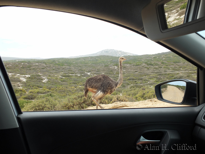 Ostrich in the road