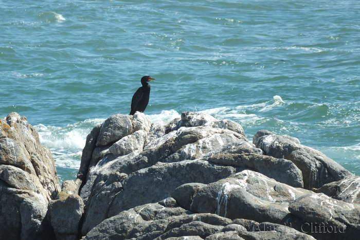 West Coast National Park