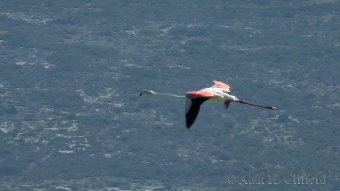 Flamingo flying