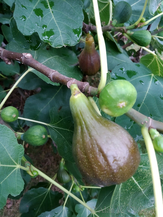 Figs in the garden