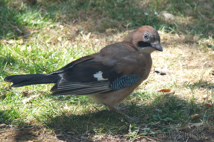 Jay in the garden