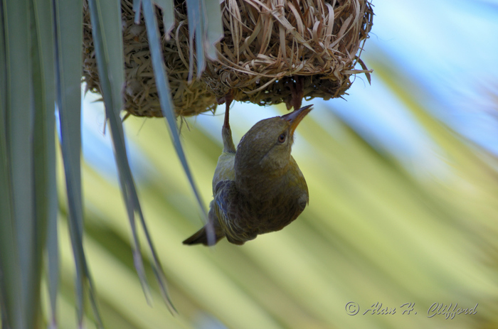 Weaver Bird