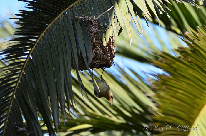 Weaver Bird