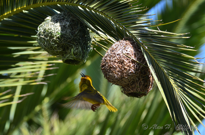 Weaver Bird