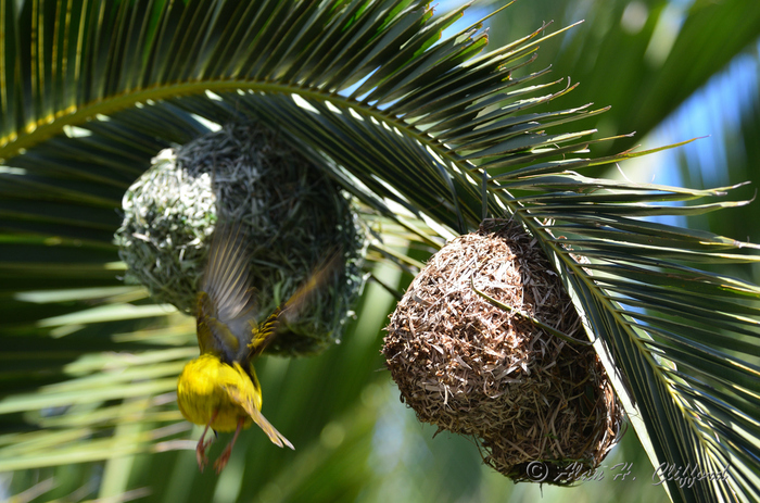 Weaver Bird