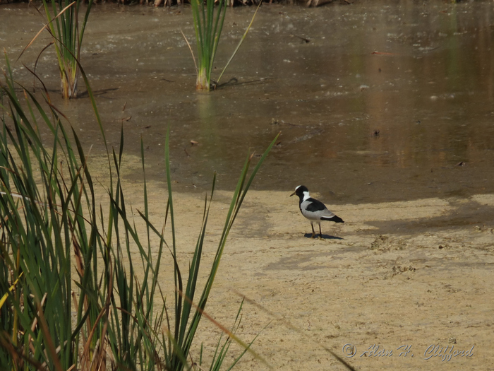 Blacksmith Lapwing